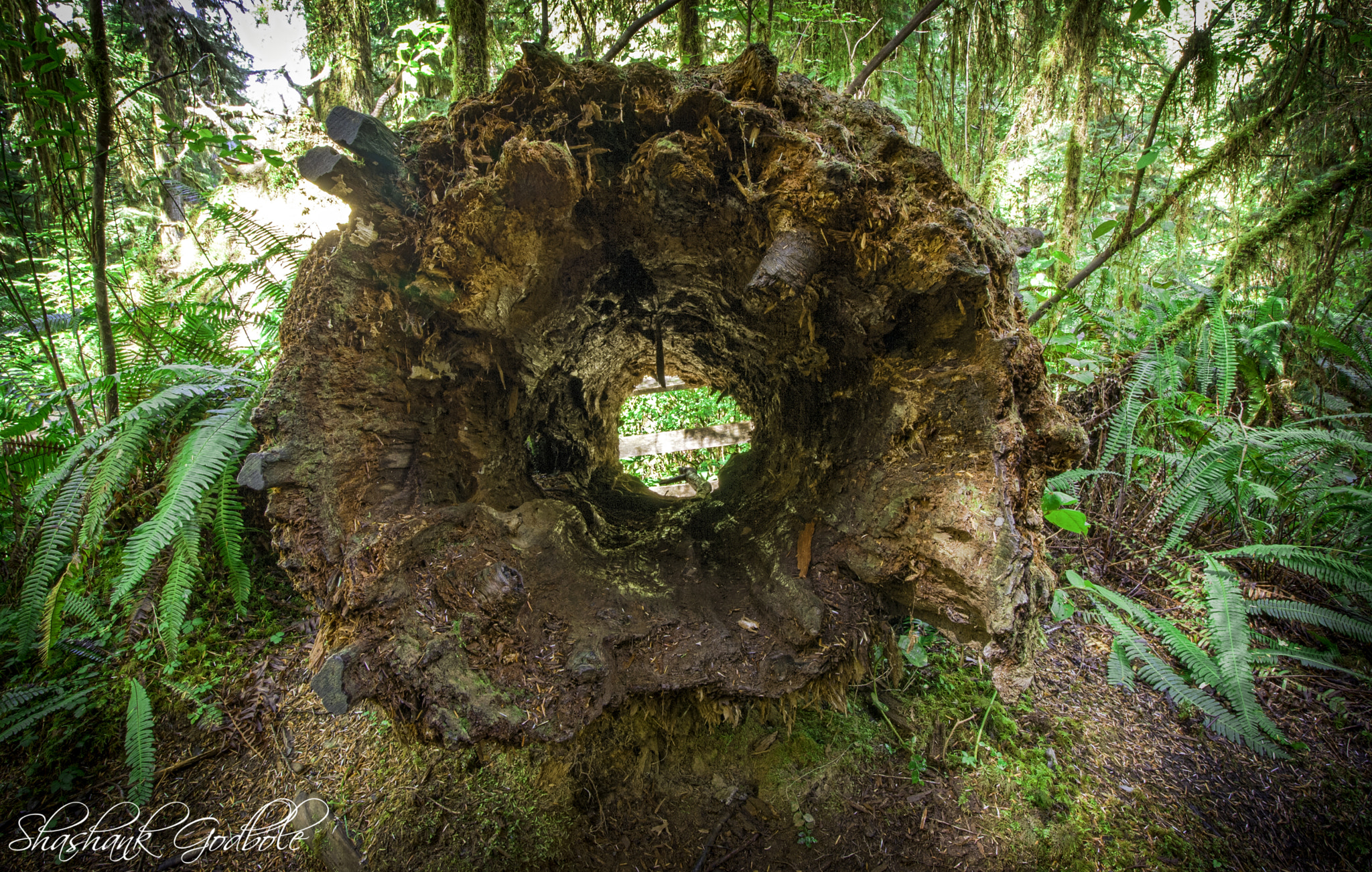 Canon EOS 1000D (EOS Digital Rebel XS / EOS Kiss F) sample photo. Natures sculptures photography