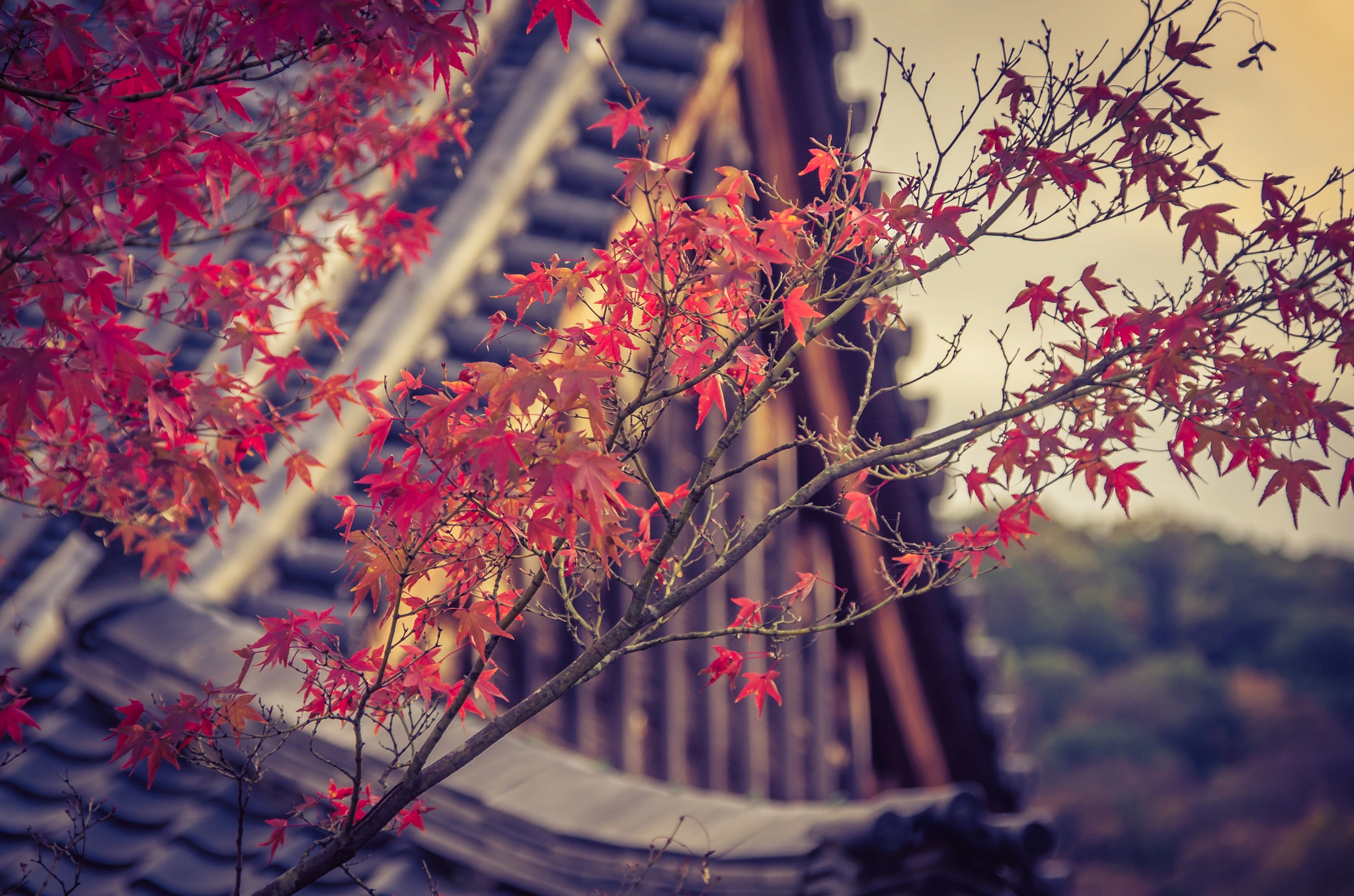 Nikon D7000 + Sigma 18-200mm F3.5-6.3 DC OS HSM sample photo. Fall in kyoto photography