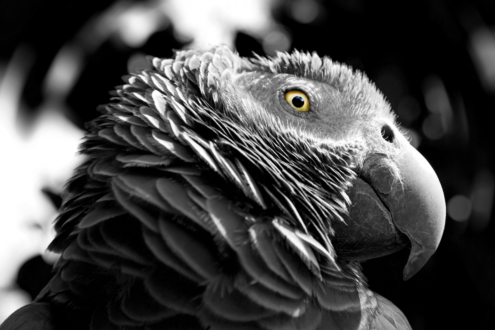 Nikon D3100 + 18.00 - 55.00 mm f/3.5 - 5.6 sample photo. Gray parrot photography