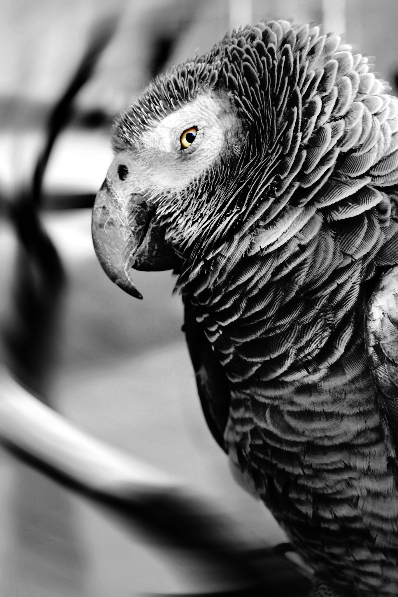 Nikon D3100 + 18.00 - 55.00 mm f/3.5 - 5.6 sample photo. Gray parrot photography