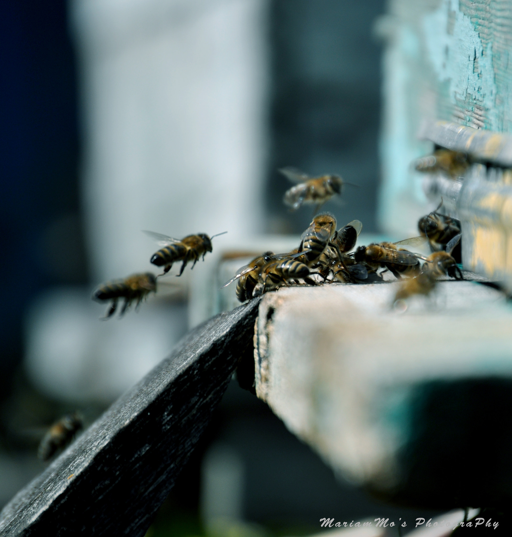Nikon D5000 sample photo. Bees in shuapkho.georgia photography
