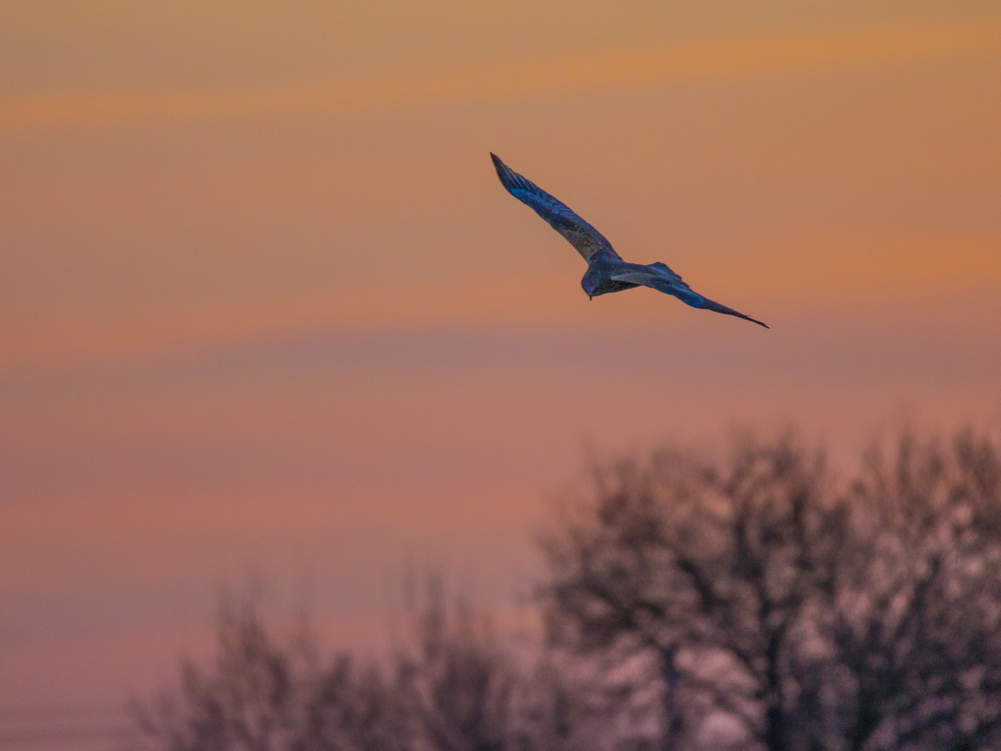 Tamron SP 150-600mm F5-6.3 Di VC USD sample photo. Marsh harrier photography