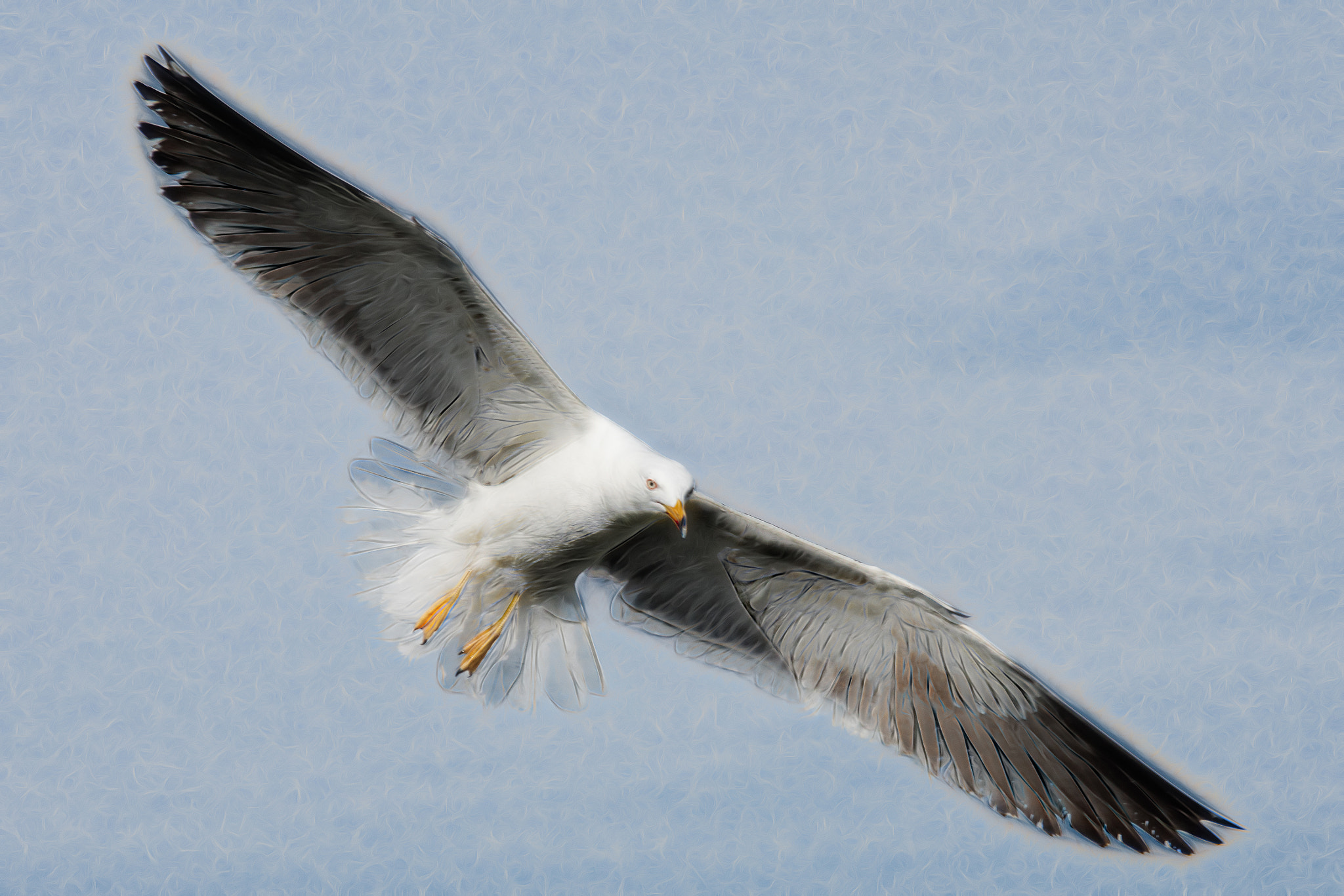Sigma 70-200mm F2.8 EX DG Macro HSM II sample photo. Seagull photography