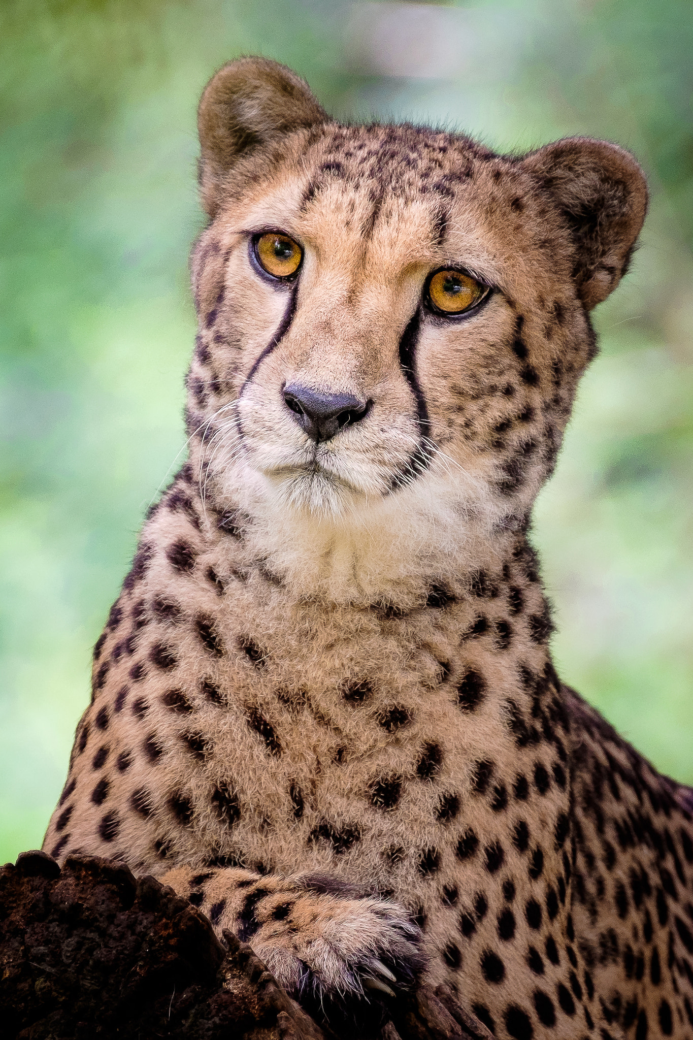 Fujifilm XF 100-400mm F4.5-5.6 R LM OIS WR sample photo. Curious cat photography