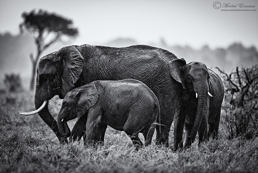 Nikon AF-S Nikkor 400mm F2.8G ED VR II sample photo. Huddle in the rain photography