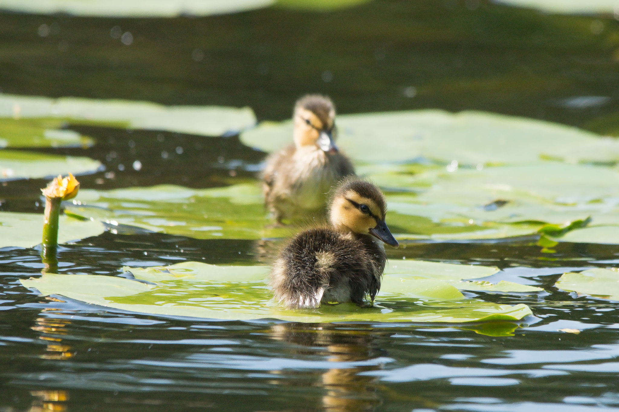 Sony ILCA-77M2 + Sigma 150-500mm F5-6.3 DG OS HSM sample photo. Resting photography