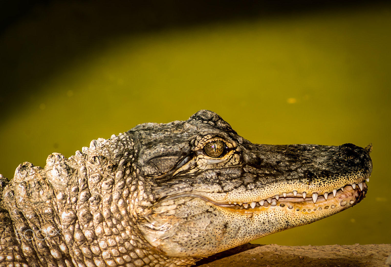 Tokina AT-X Pro 100mm F2.8 Macro sample photo. Alligator profile photography
