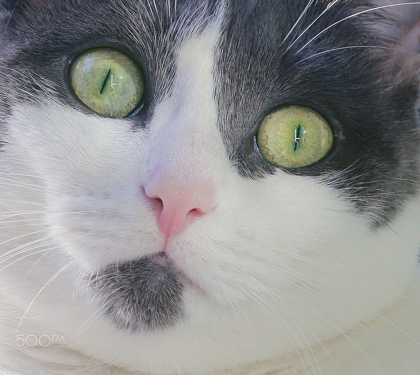 Canon EF 100mm F2.8 Macro USM sample photo. Cateyes photography