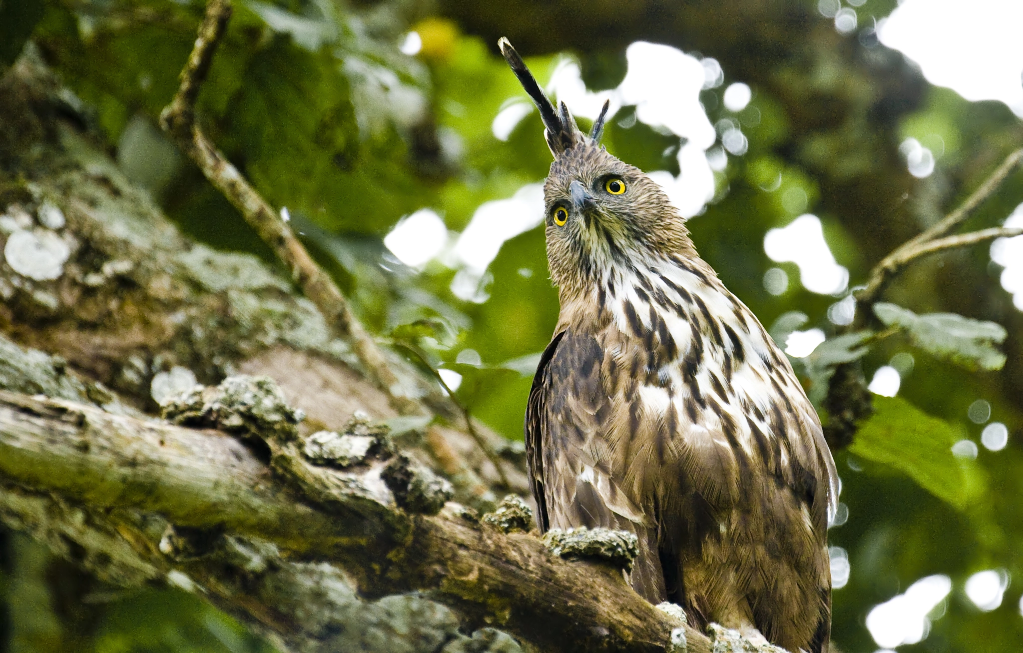 Canon EOS 1000D (EOS Digital Rebel XS / EOS Kiss F) sample photo. Crested eagle photography