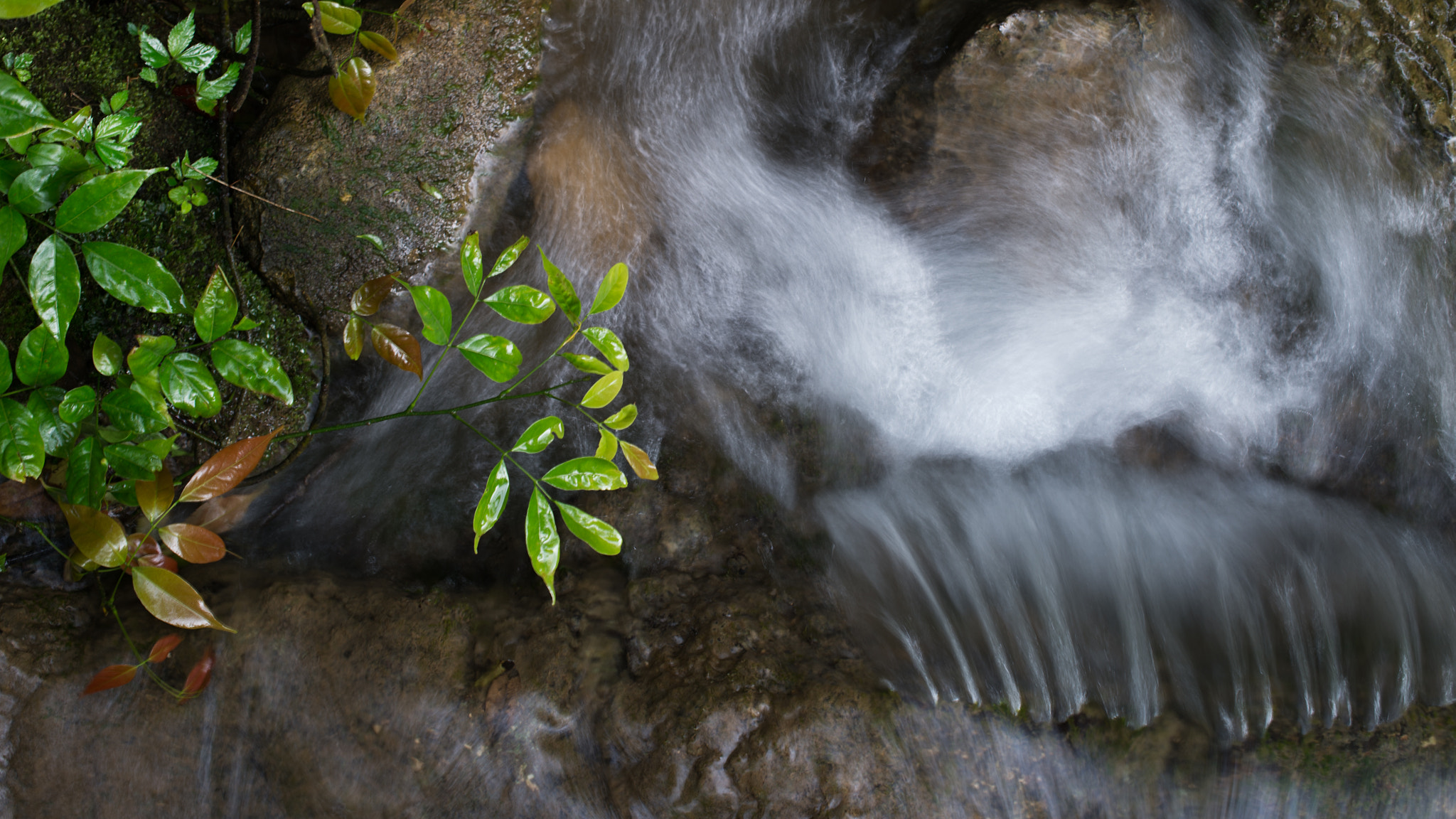 Nikon Df + Nikon AF-S Nikkor 50mm F1.4G sample photo. Stream inside water forest photography
