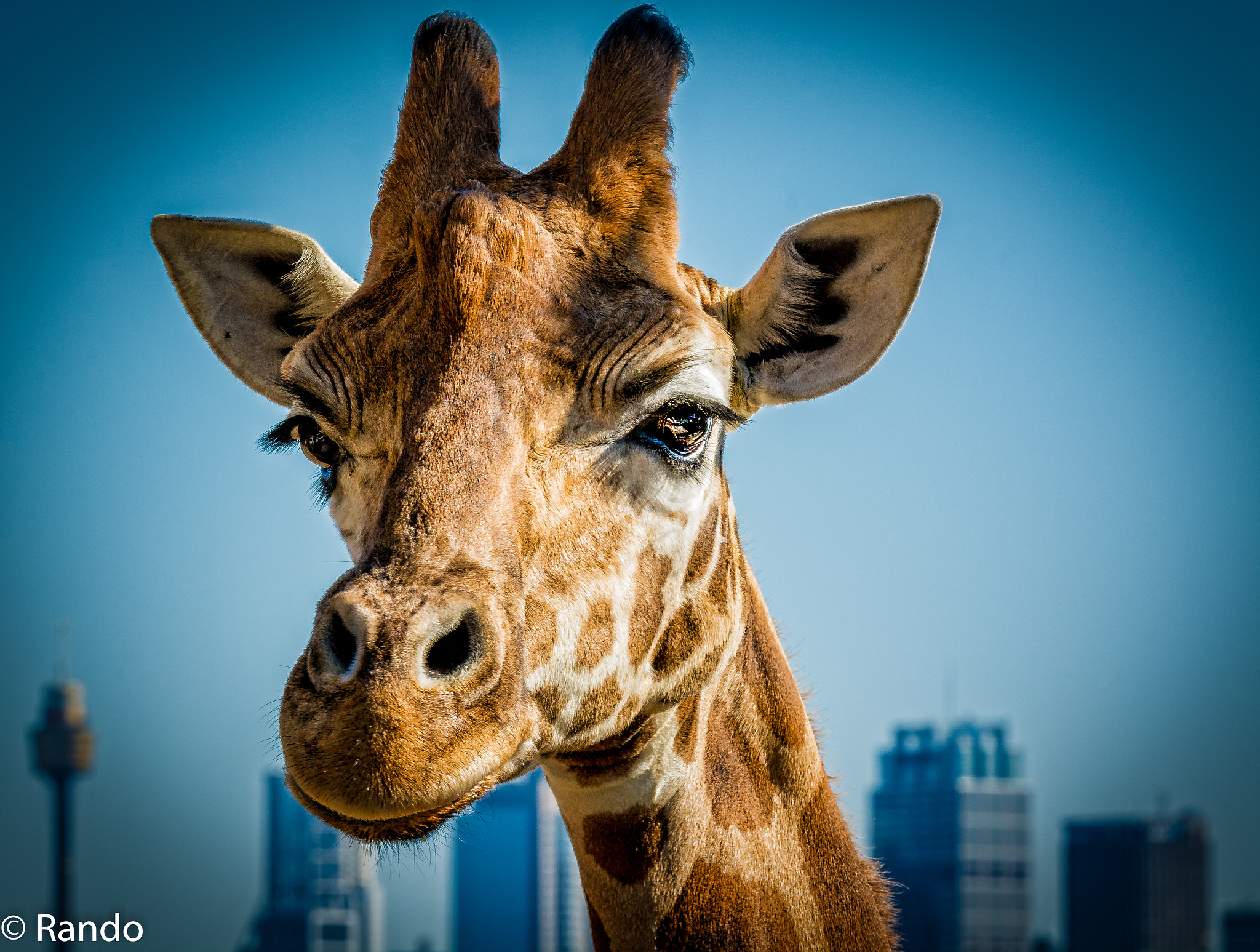 Tamron SP 70-200mm F2.8 Di VC USD sample photo. Giraffe taronga zoo sydney photography