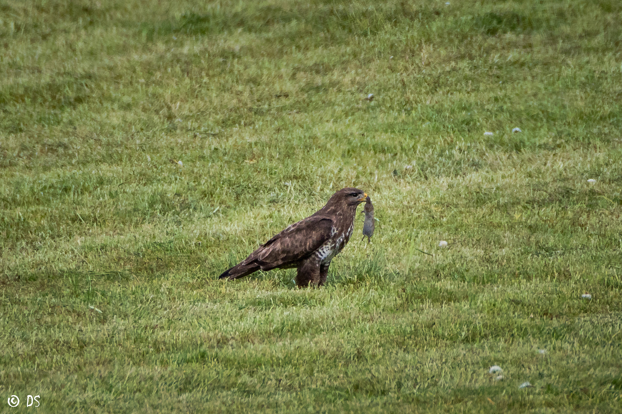 Tamron SP 150-600mm F5-6.3 Di VC USD sample photo. Bussard mir maus photography