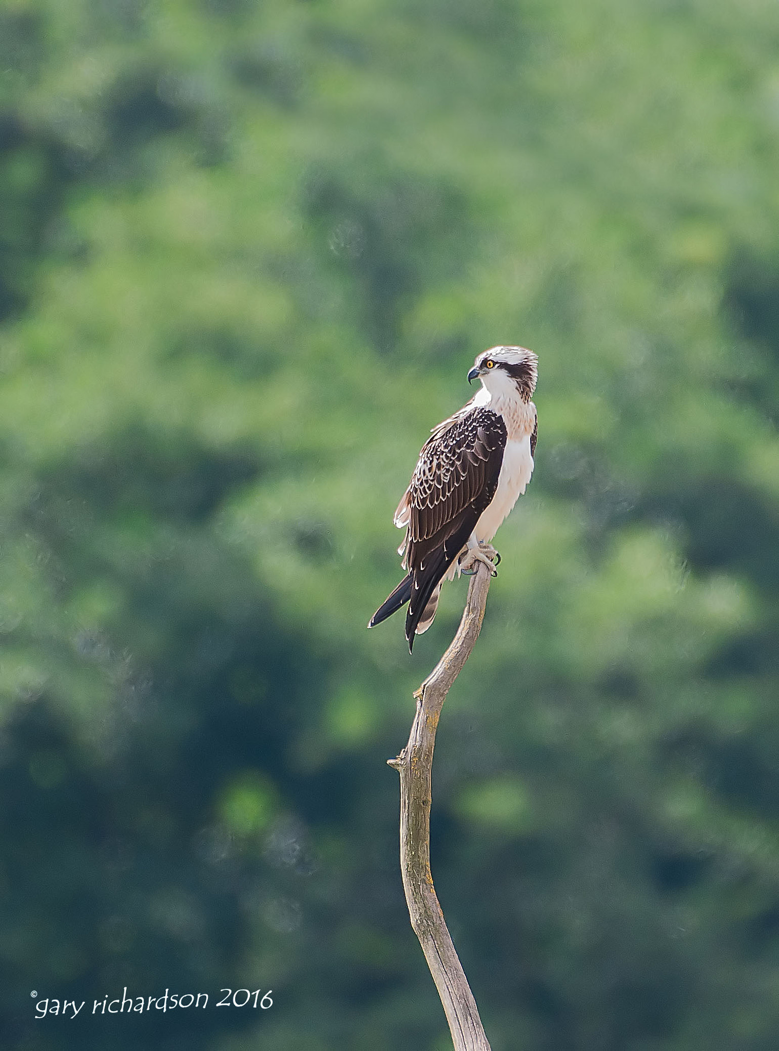 Nikon AF-S Nikkor 200-500mm F5.6E ED VR sample photo. Osprey photography