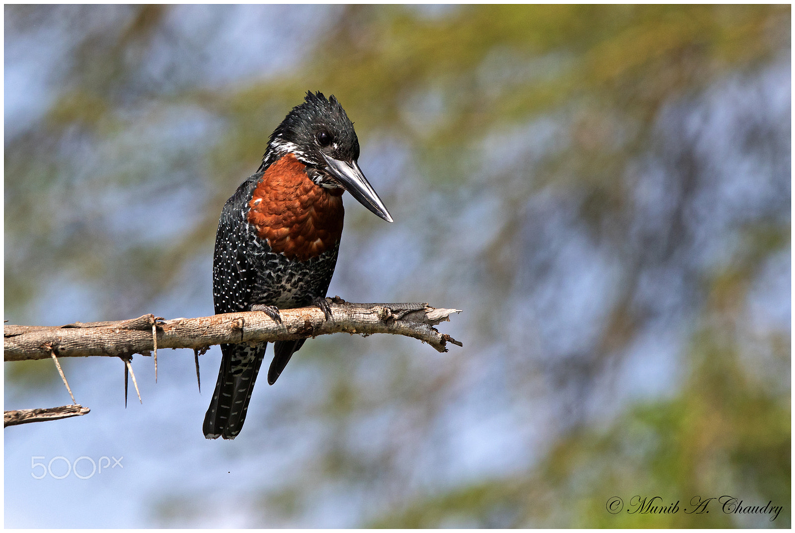 Canon EF 300mm F2.8L IS USM sample photo. The speckled kingfisher! photography