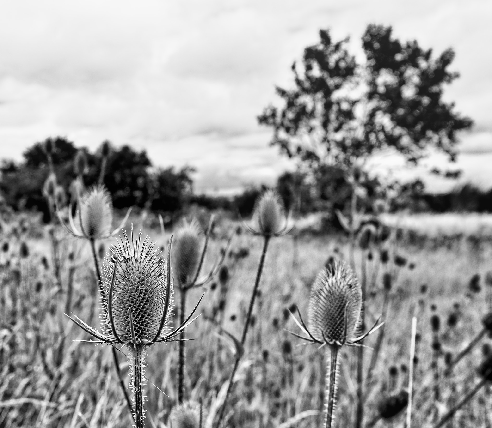 Sigma AF 10-20mm F4-5.6 EX DC sample photo. You teasel photography