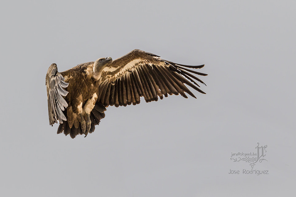 Canon EOS 7D Mark II + Canon EF 300mm F2.8L IS USM sample photo. Vautour_4a7a1153 photography