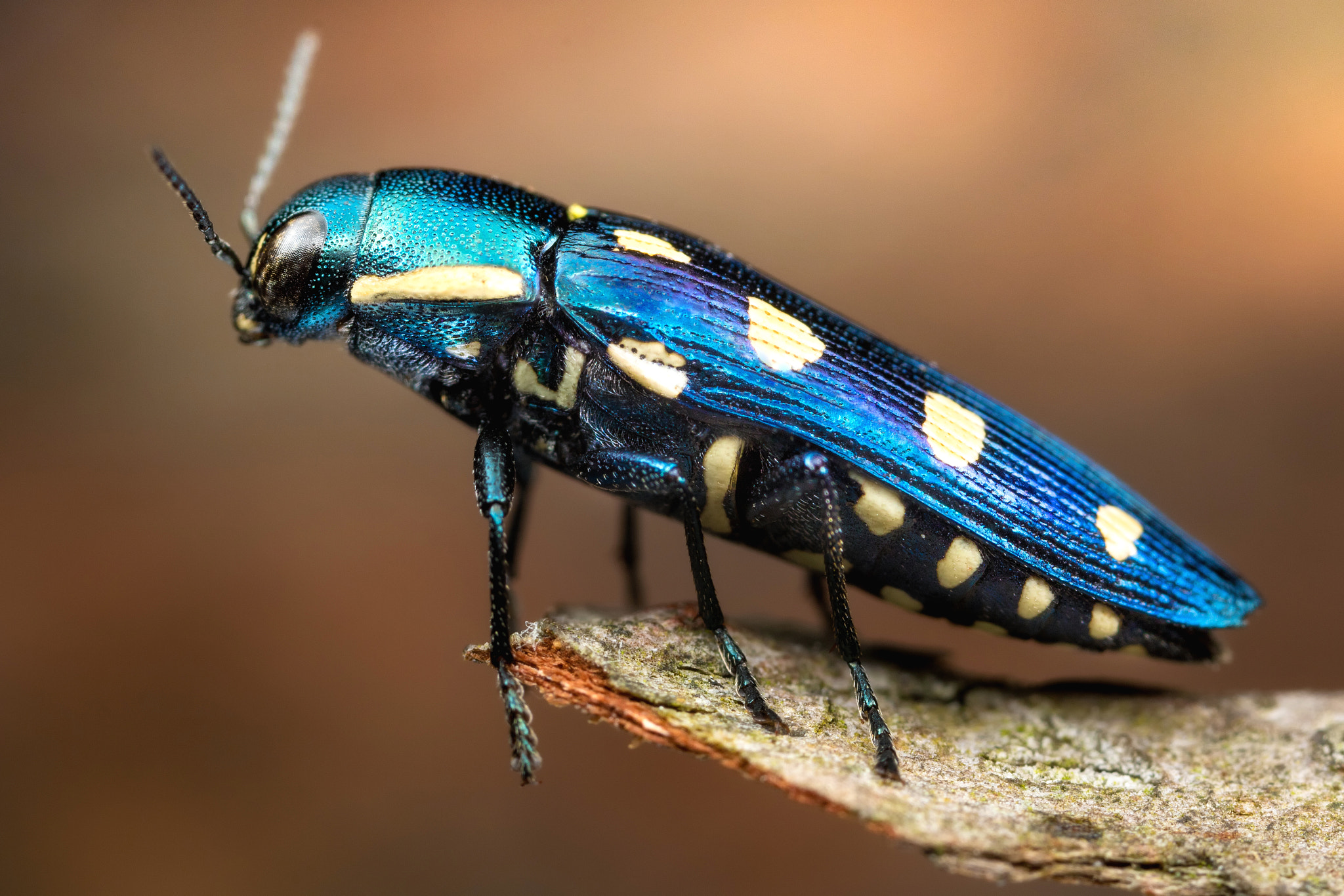 Canon EOS 760D (EOS Rebel T6s / EOS 8000D) + Canon MP-E 65mm F2.5 1-5x Macro Photo sample photo. 8-spotted jewel beetle photography