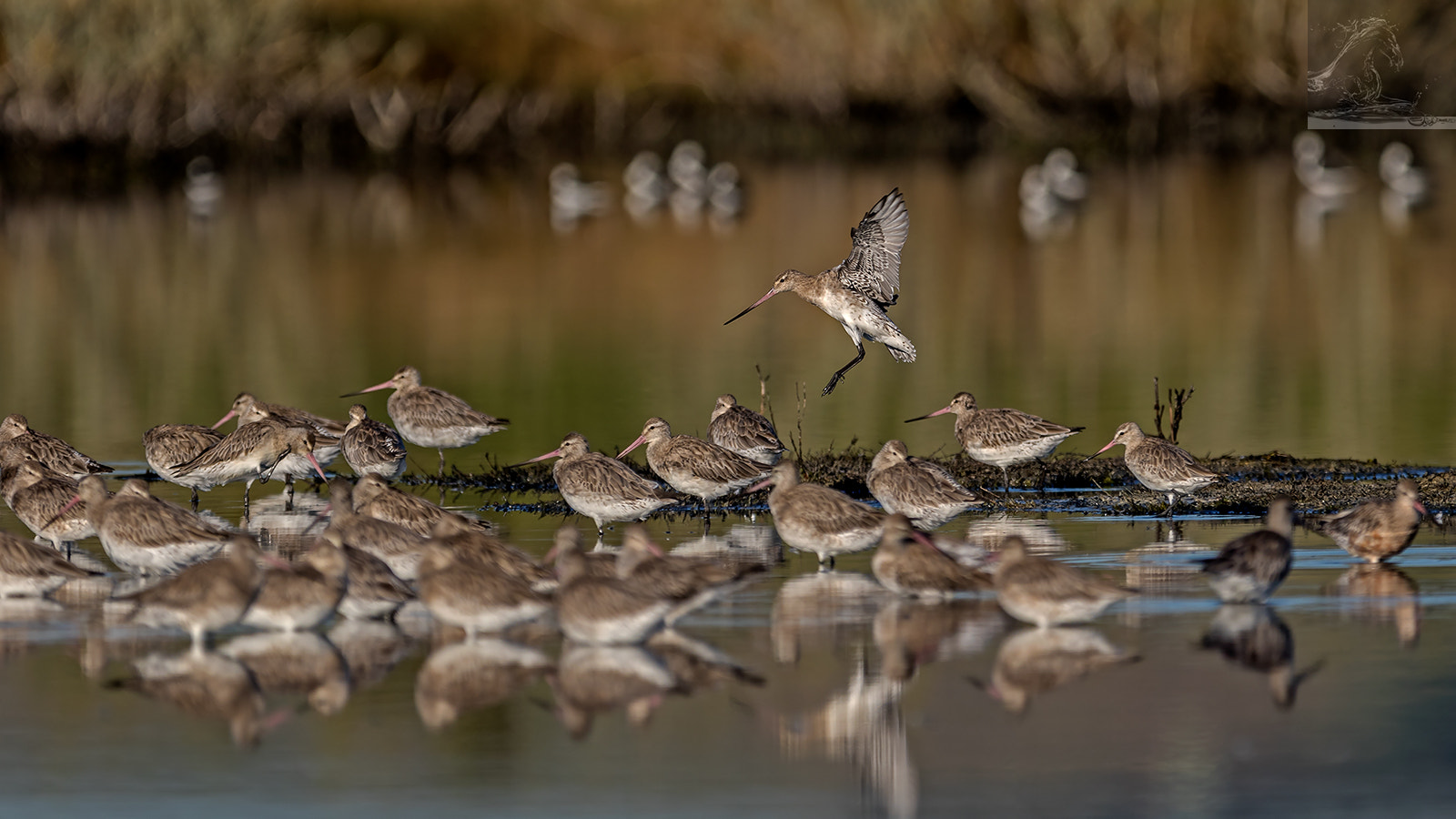 Canon EF 300mm F2.8L IS USM sample photo. Bar-tailed godwit 33 photography