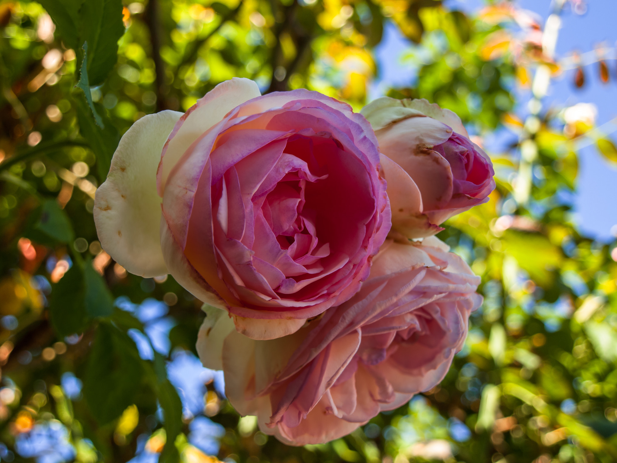 Olympus E-450 (EVOLT E-450) + OLYMPUS 14-42mm Lens sample photo. Autumn in rose photography