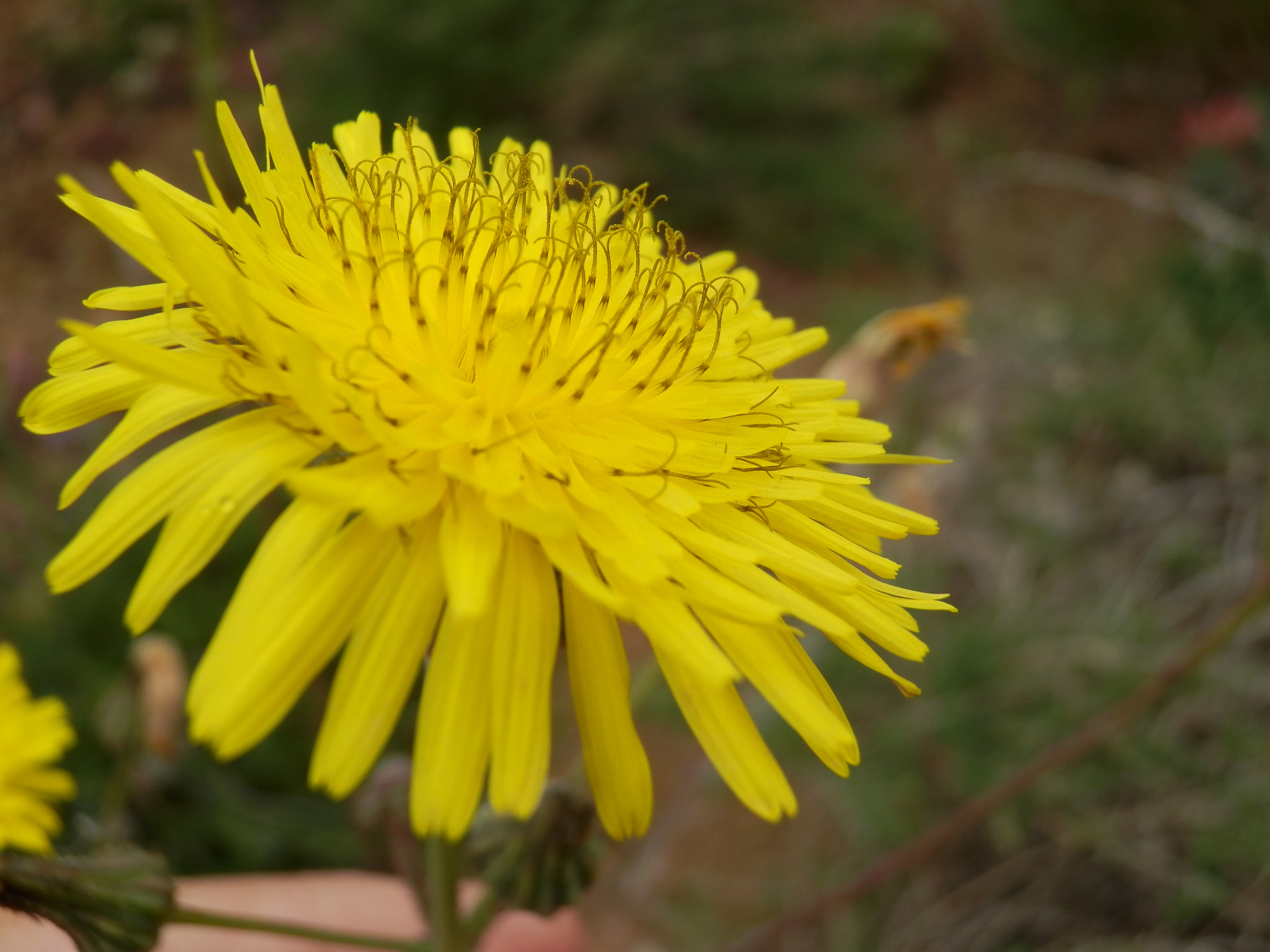 Olympus SH-21 sample photo. Nature daisy. photography