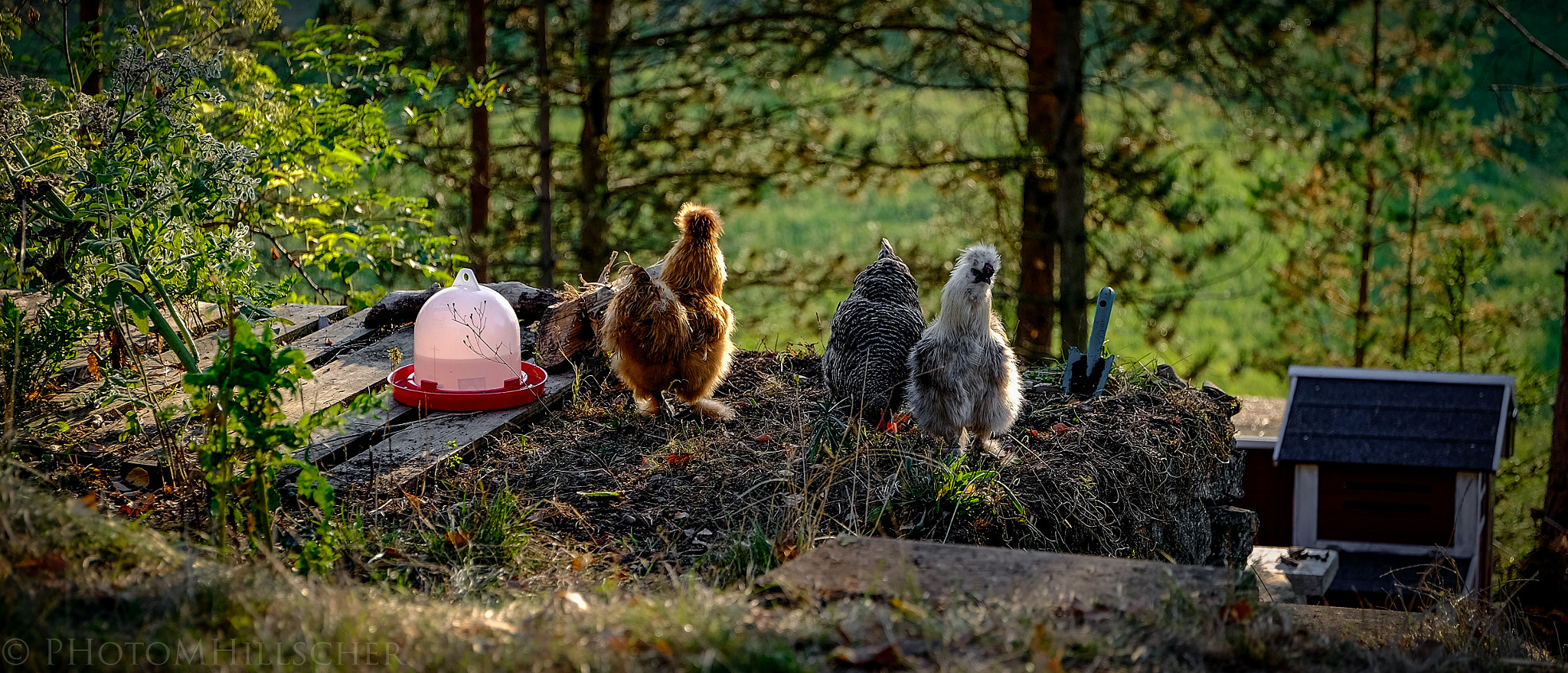 Fujifilm X-T1 + ZEISS Touit 50mm F2.8 sample photo. Chickens in the evening sun photography