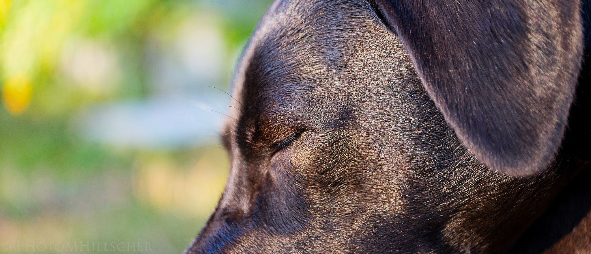 ZEISS Touit 50mm F2.8 sample photo. Maggie is sleeping in the evening sun photography
