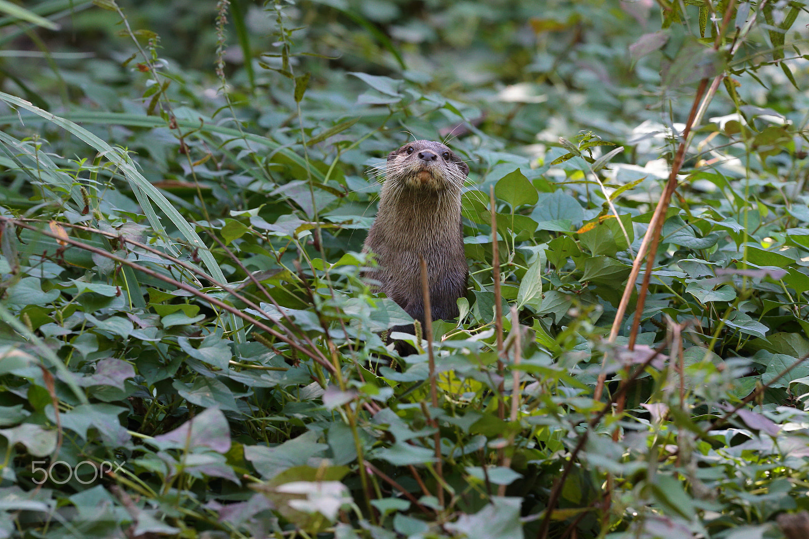 Canon EF 300mm F2.8L IS USM sample photo. Hi !!!      :)) photography