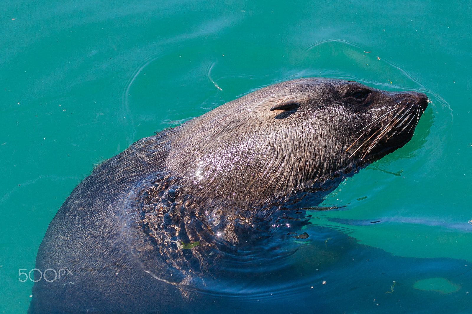 Canon EF 100-400mm F4.5-5.6L IS USM sample photo. Sea lion, south africa photography