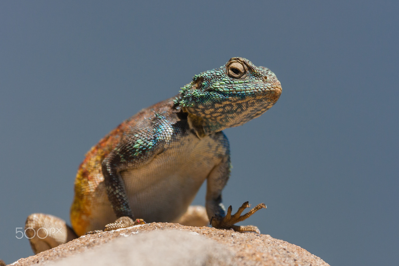 Canon EF 100-400mm F4.5-5.6L IS USM sample photo. Agama lizard, cape town, sa photography