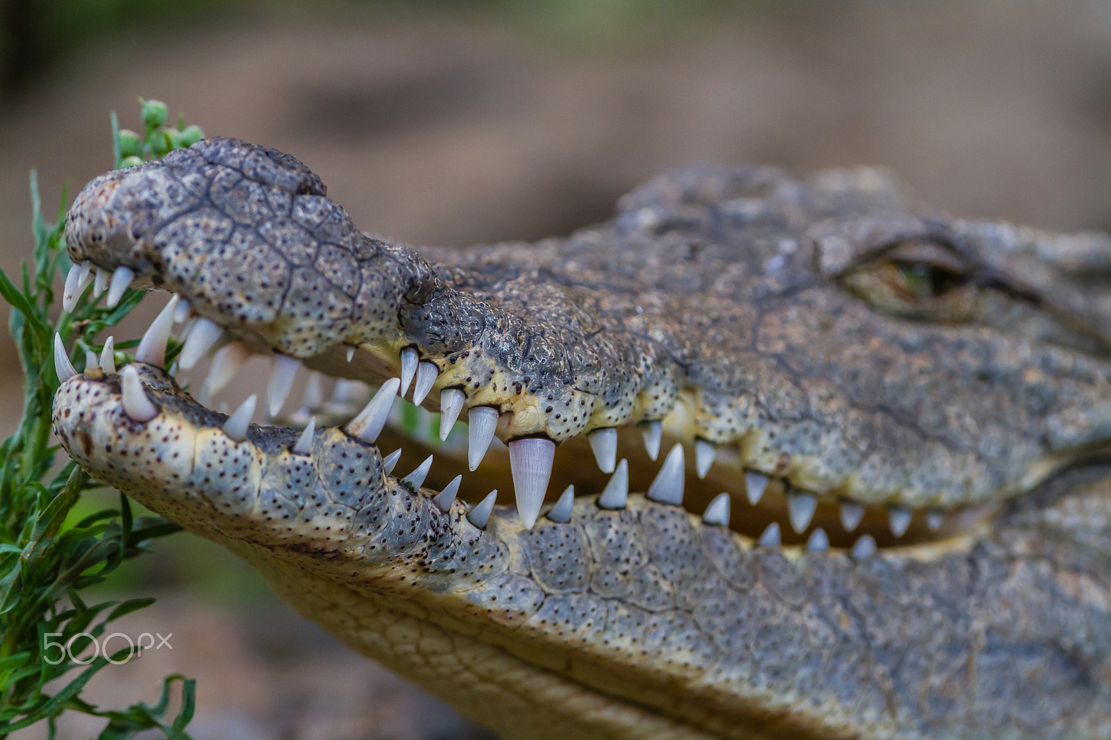 Canon EOS 7D + Canon EF 300mm F2.8L IS USM sample photo. Nile crocodile, kenya photography