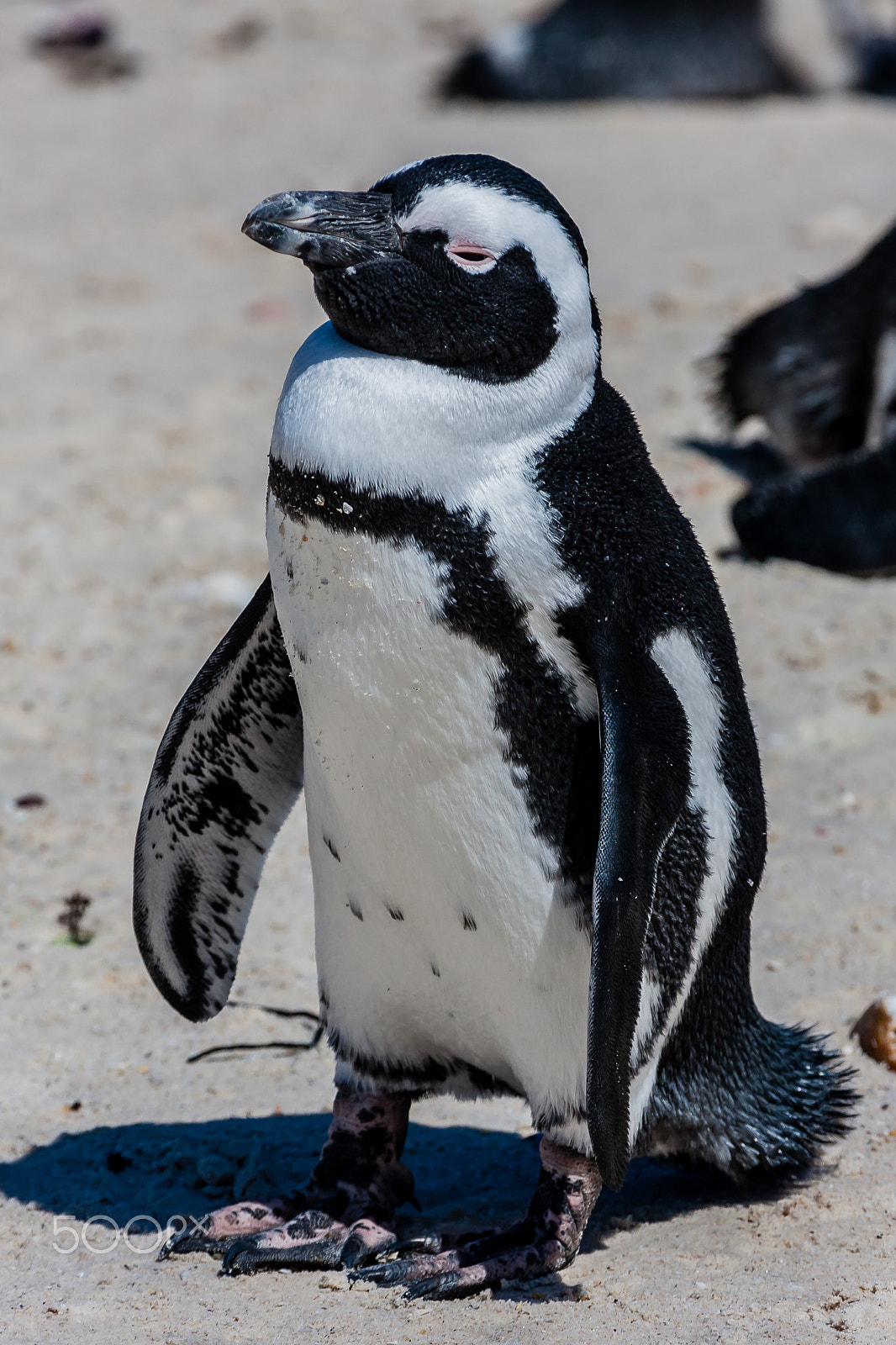 Canon EF 100-400mm F4.5-5.6L IS USM sample photo. African penguins on the beach photography