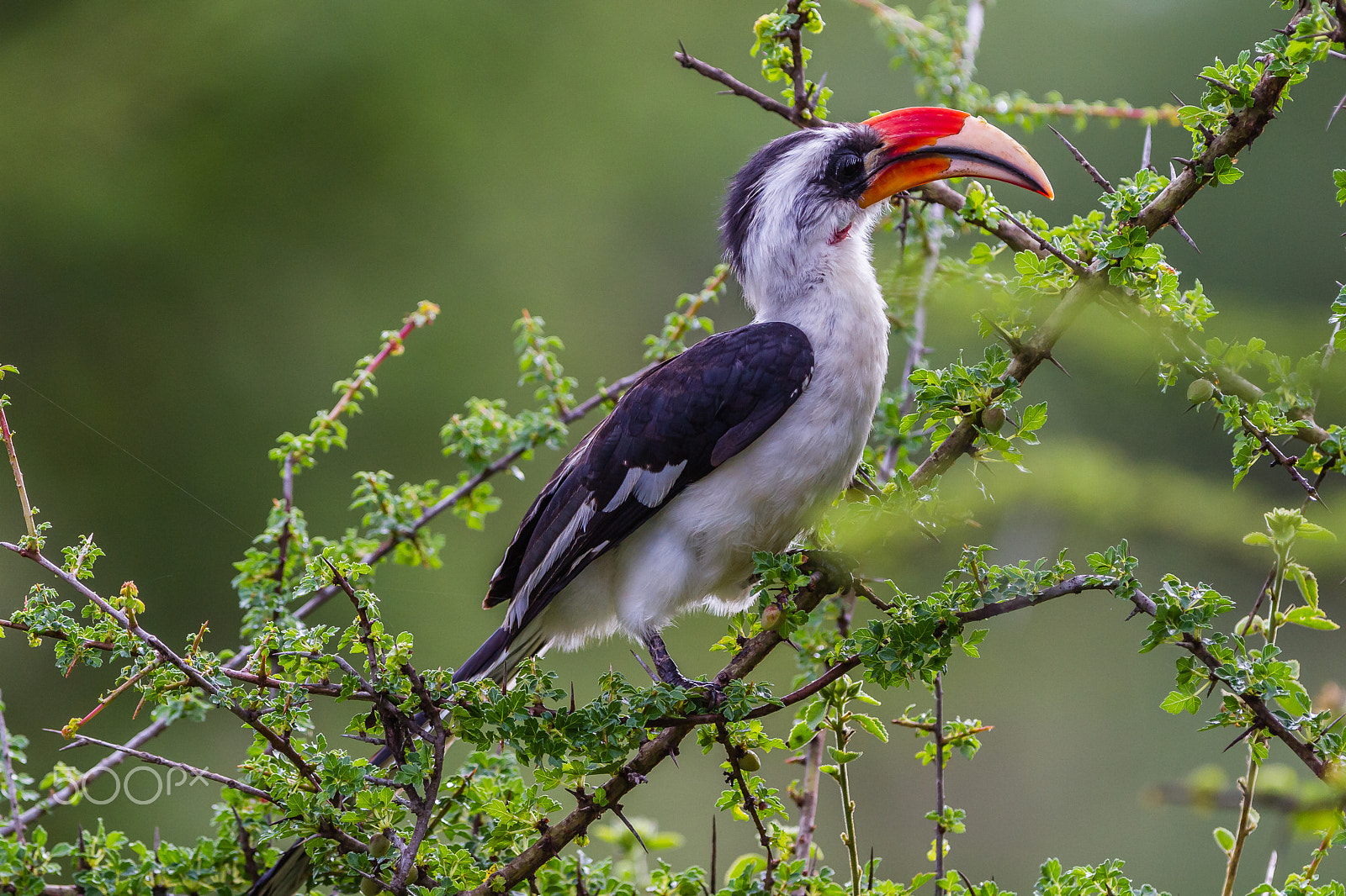 Canon EOS 7D + Canon EF 300mm F2.8L IS USM sample photo. Von der decken's hornbill photography