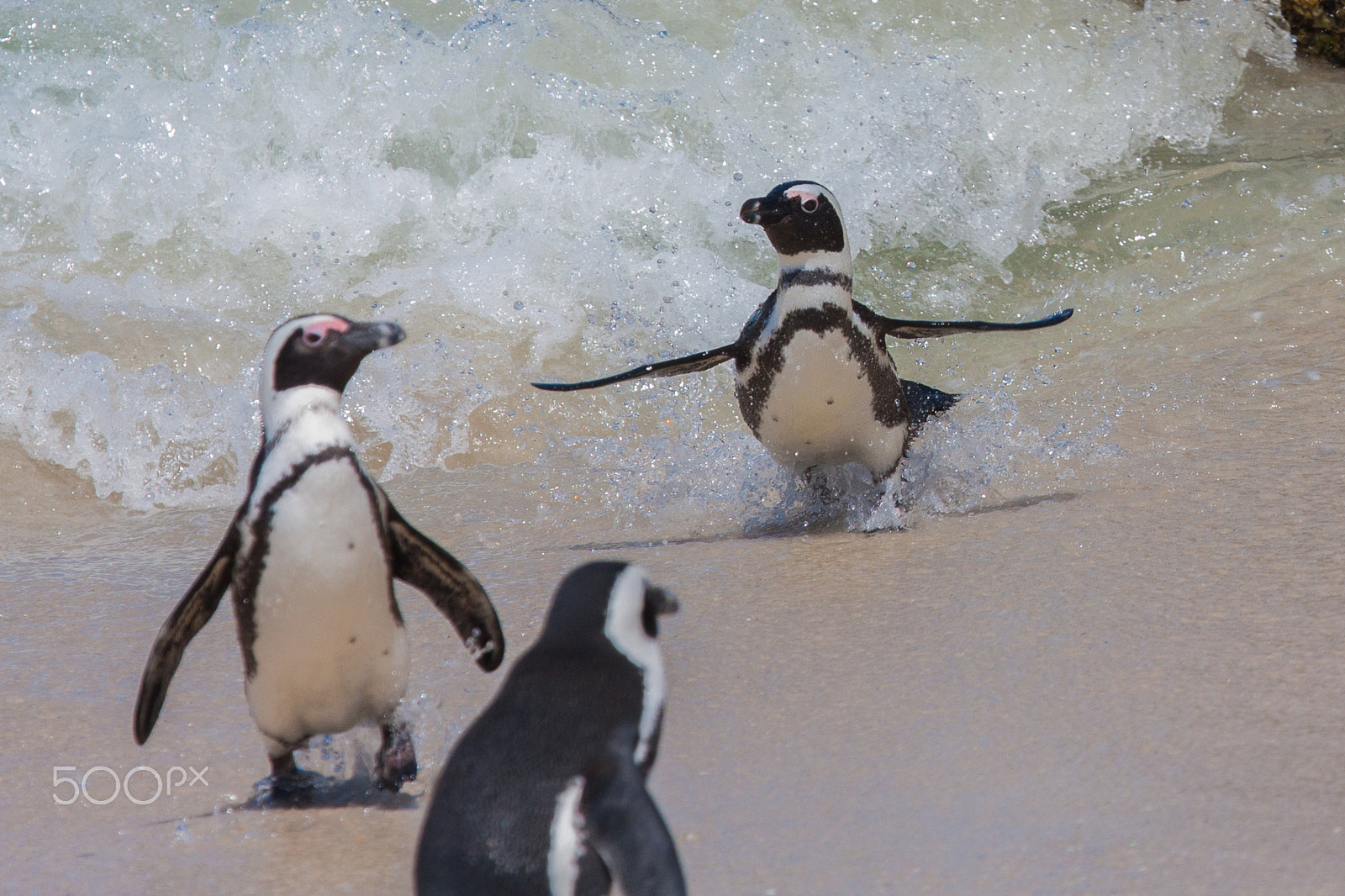 Canon EF 100-400mm F4.5-5.6L IS USM sample photo. African penguins on the beach photography
