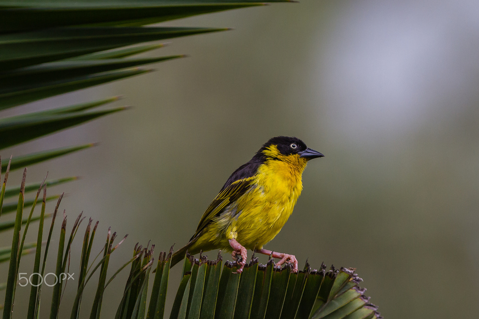 Canon EOS 7D + Canon EF 300mm F2.8L IS USM sample photo. Baglafecht weaver kenya photography