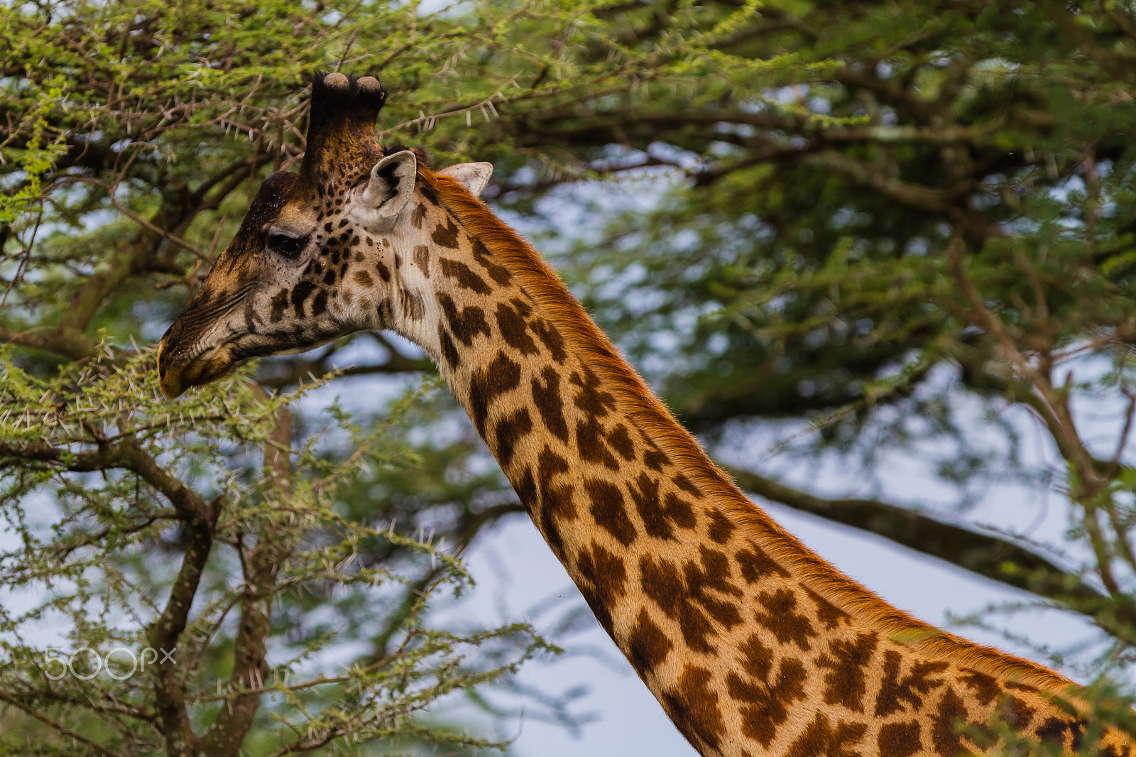 Canon EOS 7D + Canon EF 300mm F2.8L IS USM sample photo. Giraffe in serengeti, tanzania photography