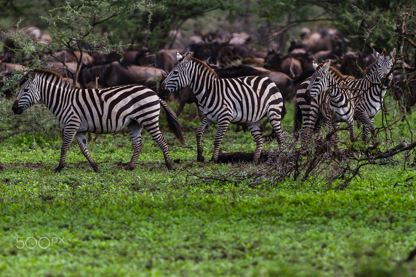 Canon EF 300mm F2.8L IS USM sample photo. Zebras in serengeti, tanzania photography