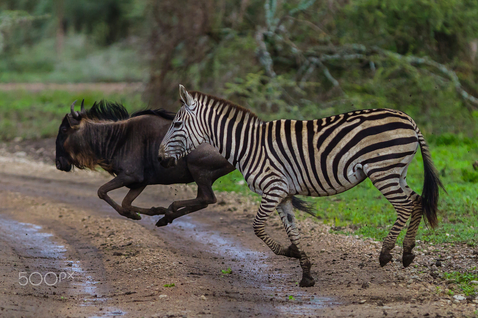 Canon EOS 7D + Canon EF 300mm F2.8L IS USM sample photo. Zebras in serengeti, tanzania photography