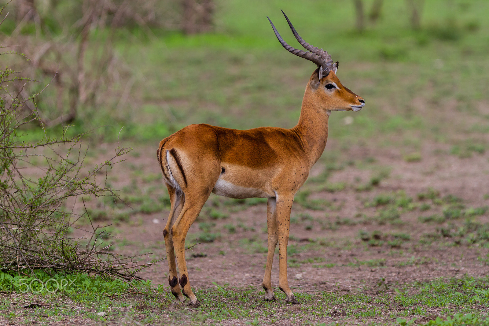 Canon EOS 7D + Canon EF 300mm F2.8L IS USM sample photo. Impala in serengeti, tanzania photography