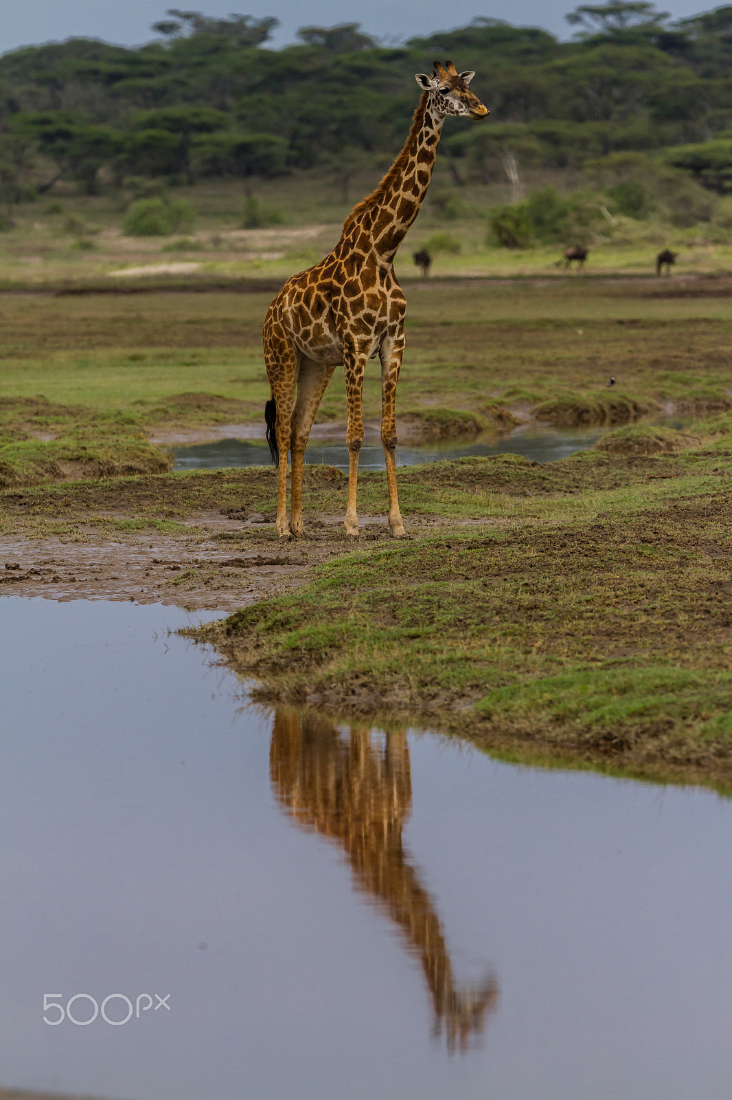 Canon EOS 7D + Canon EF 300mm F2.8L IS USM sample photo. Giraffe in serengeti, tanzania photography