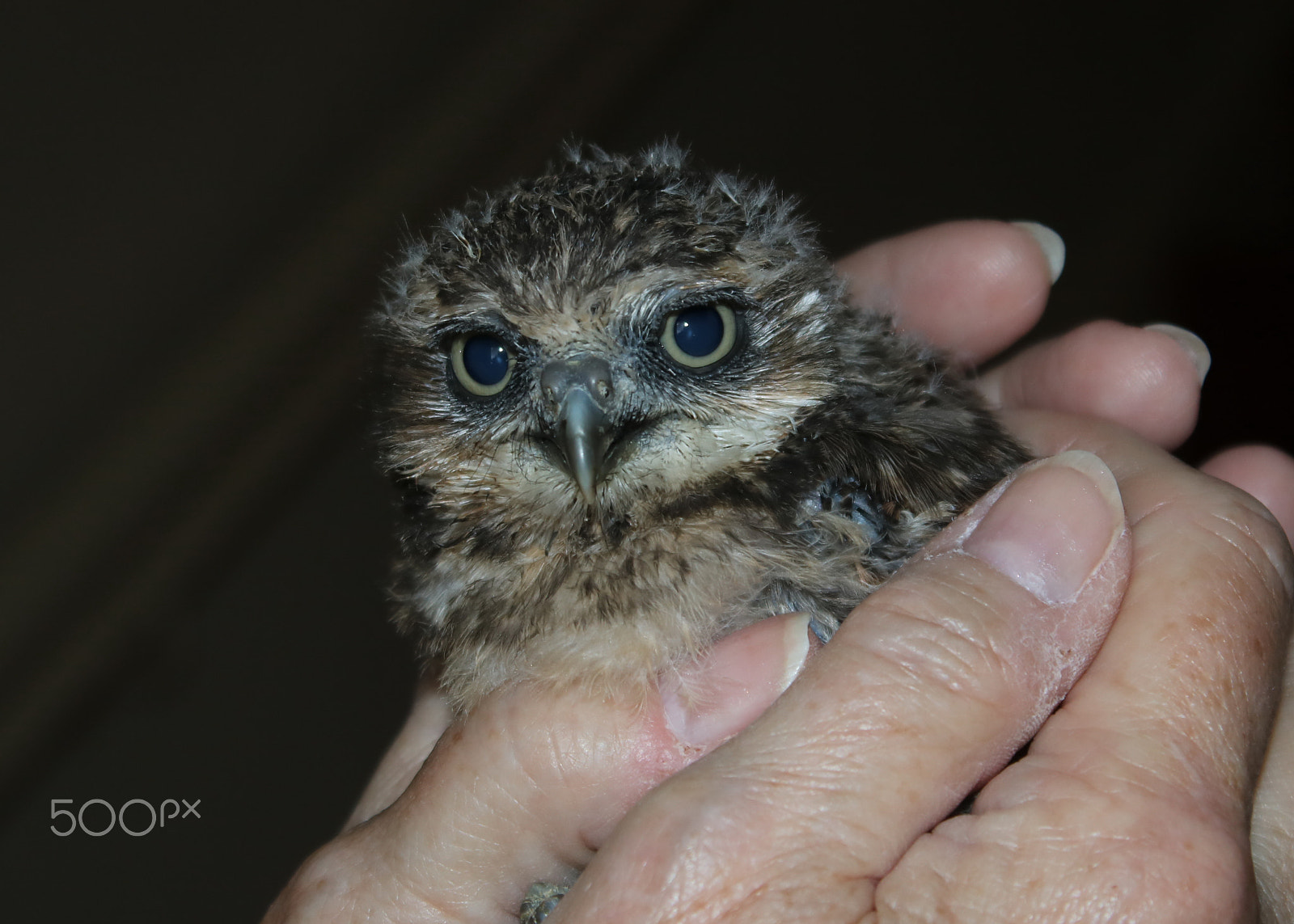 Canon EOS 750D (EOS Rebel T6i / EOS Kiss X8i) + Canon EF-S 18-55mm F3.5-5.6 IS sample photo. Baby burrowing owl photography