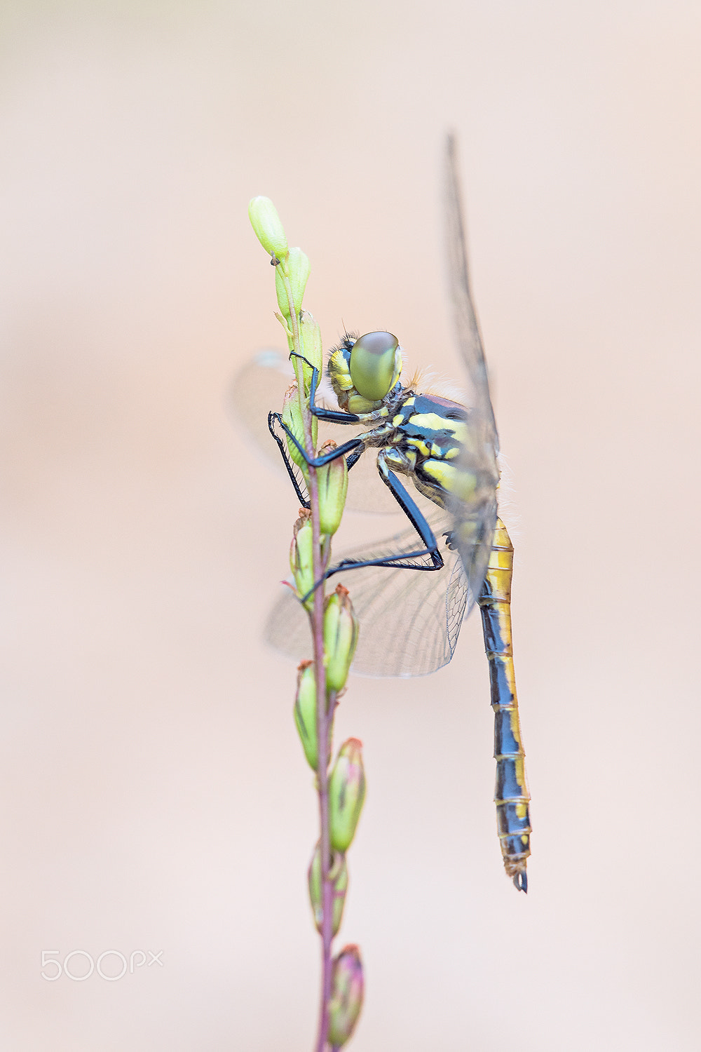 Sigma 150mm F2.8 EX DG Macro HSM sample photo. Sympetrum photography