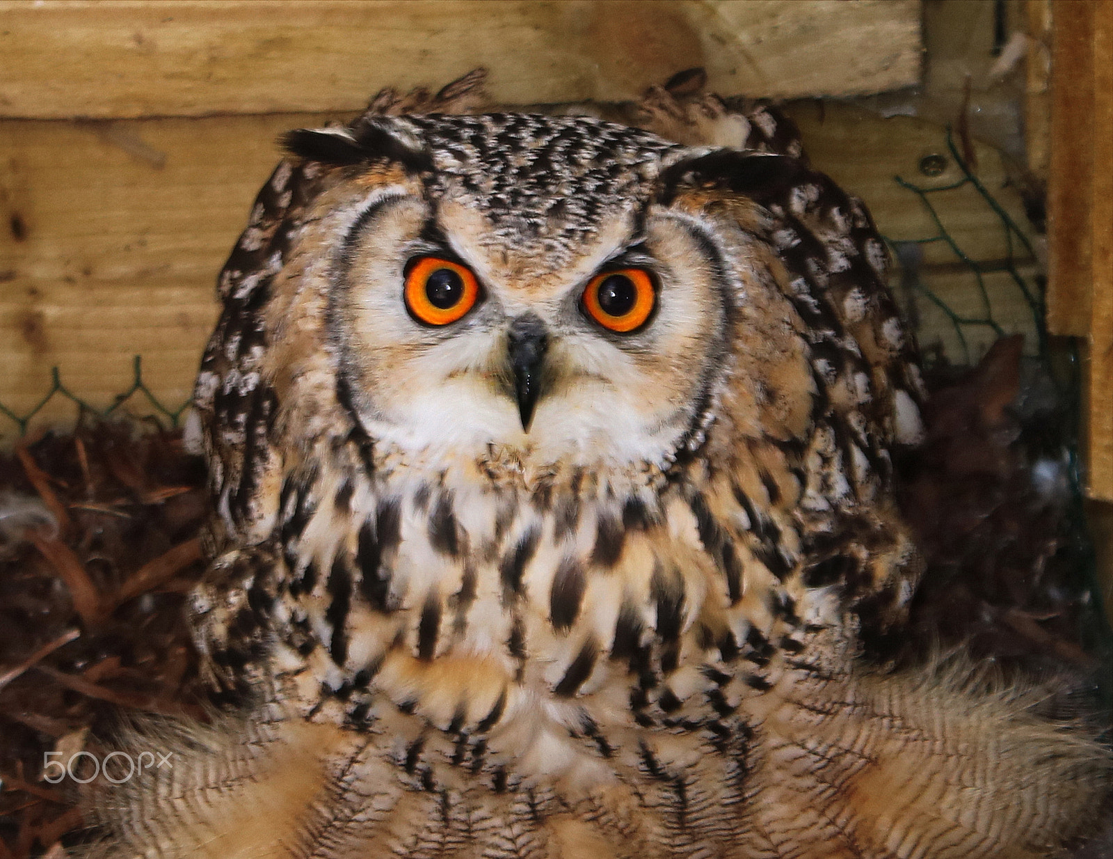 Canon EOS 750D (EOS Rebel T6i / EOS Kiss X8i) sample photo. Eurasian eagle owl photography