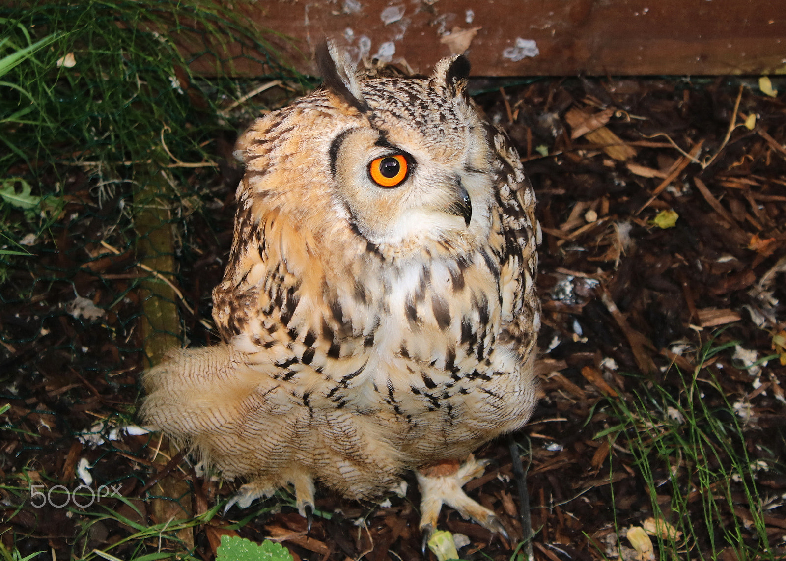 Canon EOS 750D (EOS Rebel T6i / EOS Kiss X8i) sample photo. Eurasian eagle owl photography