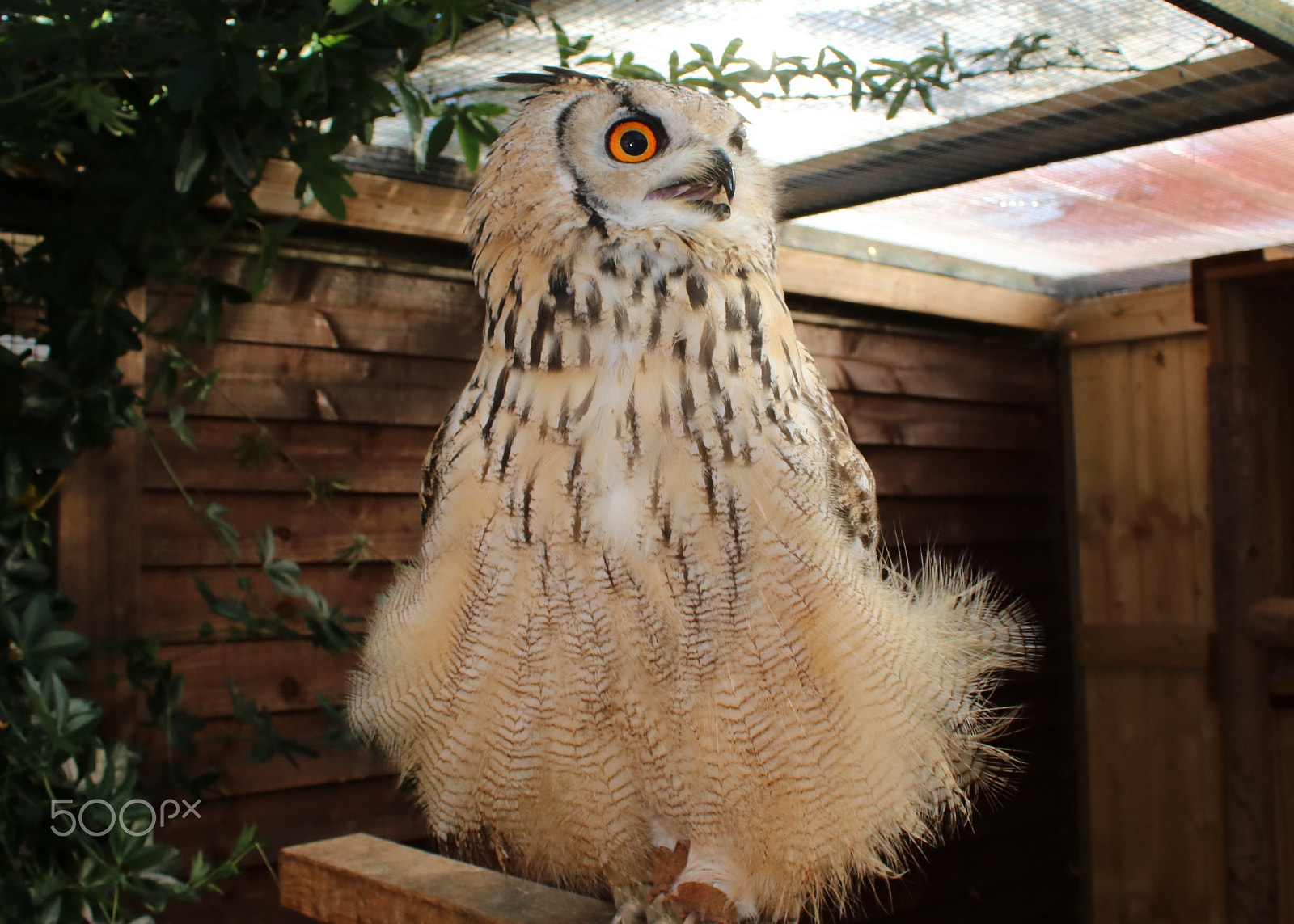 Canon EOS 750D (EOS Rebel T6i / EOS Kiss X8i) sample photo. Eurasian eagle owl photography