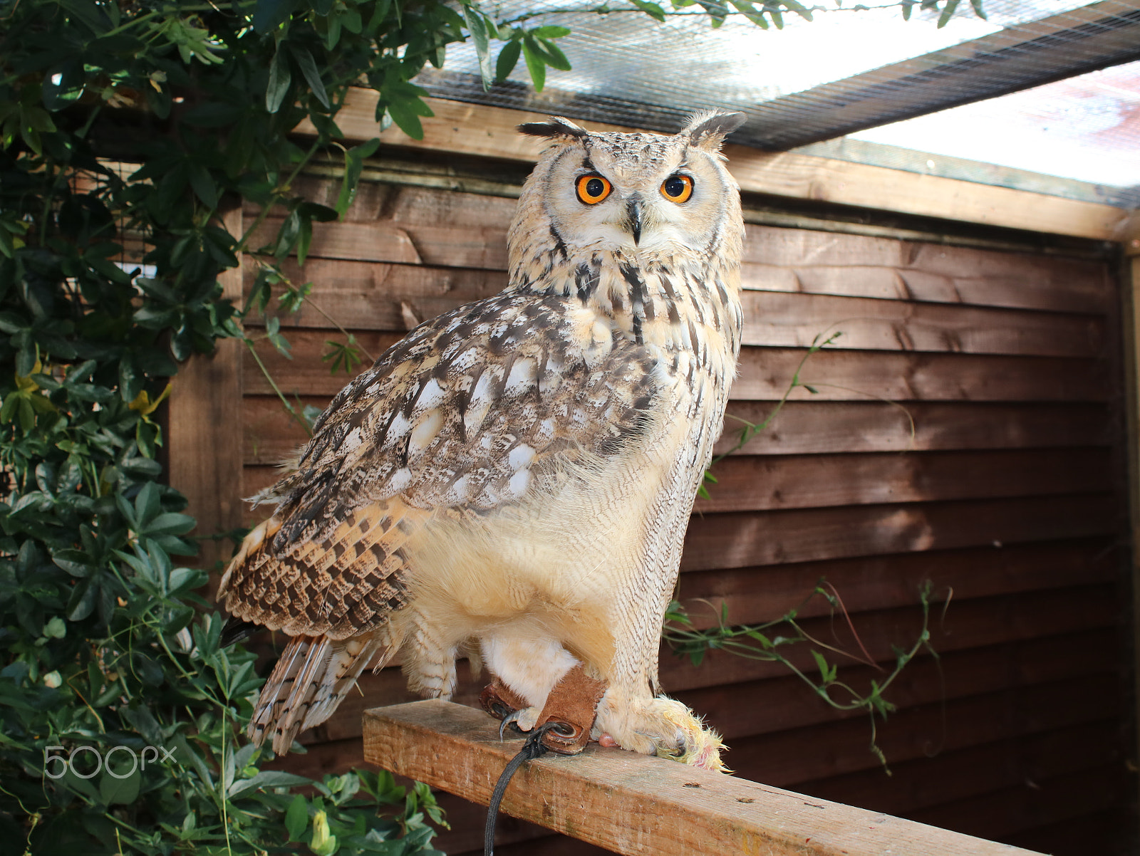 Canon EOS 750D (EOS Rebel T6i / EOS Kiss X8i) sample photo. Eurasian eagle owl photography