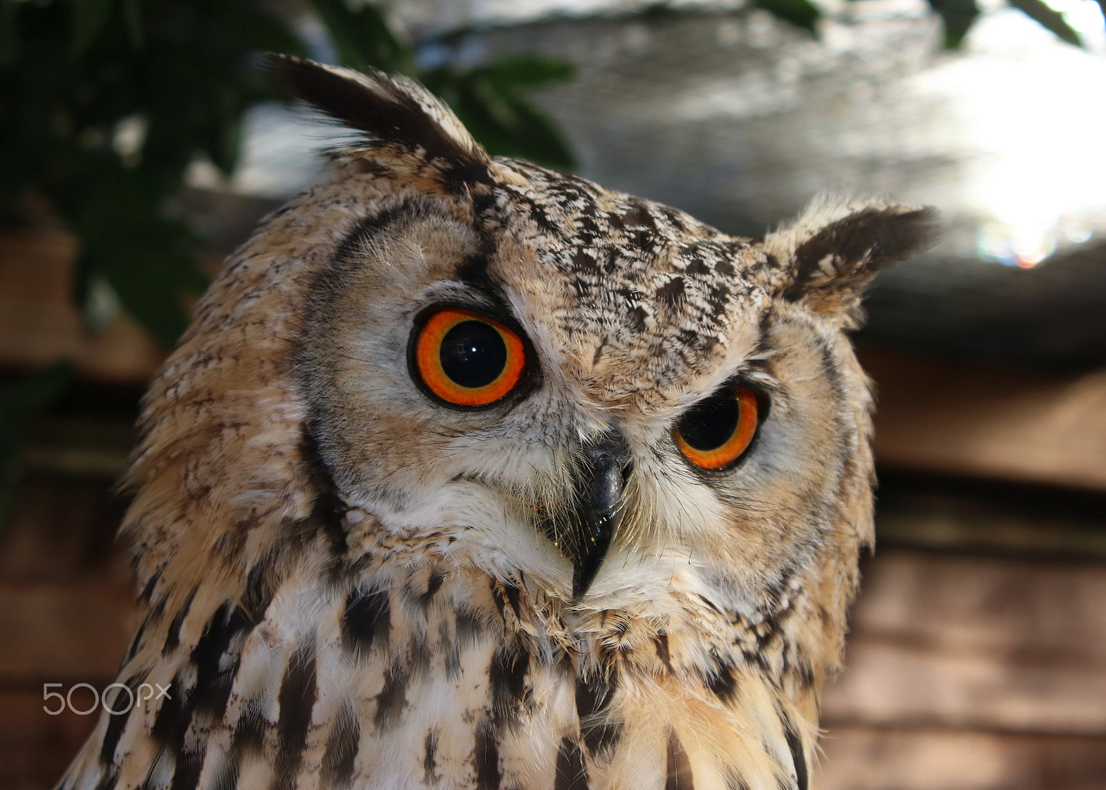 Canon EOS 750D (EOS Rebel T6i / EOS Kiss X8i) sample photo. Eurasian eagle owl photography