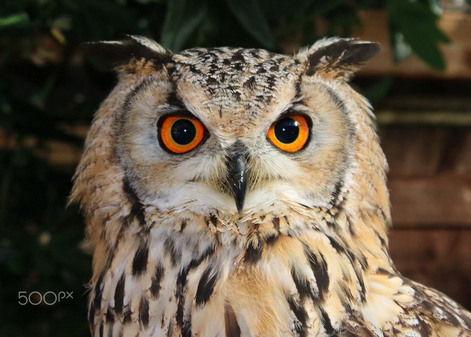 Canon EOS 750D (EOS Rebel T6i / EOS Kiss X8i) sample photo. Eurasian eagle owl photography