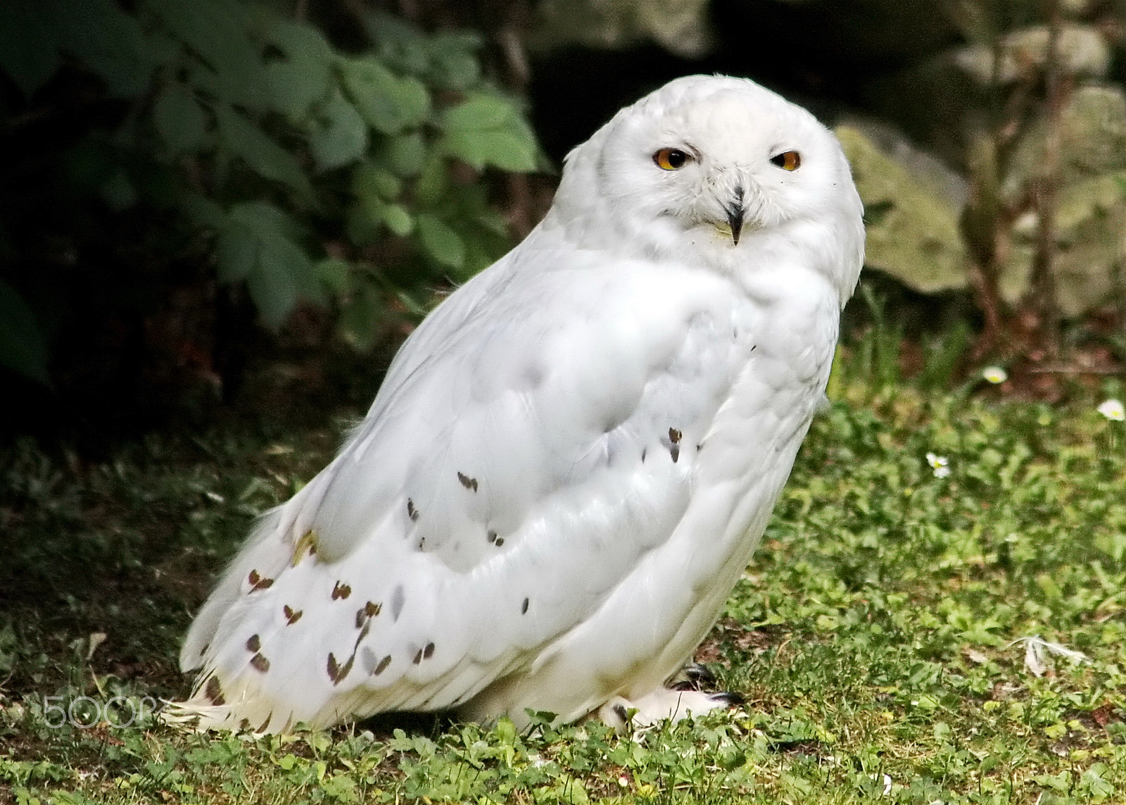 Canon EF 75-300mm F4.0-5.6 IS USM sample photo. Snowy owl photography