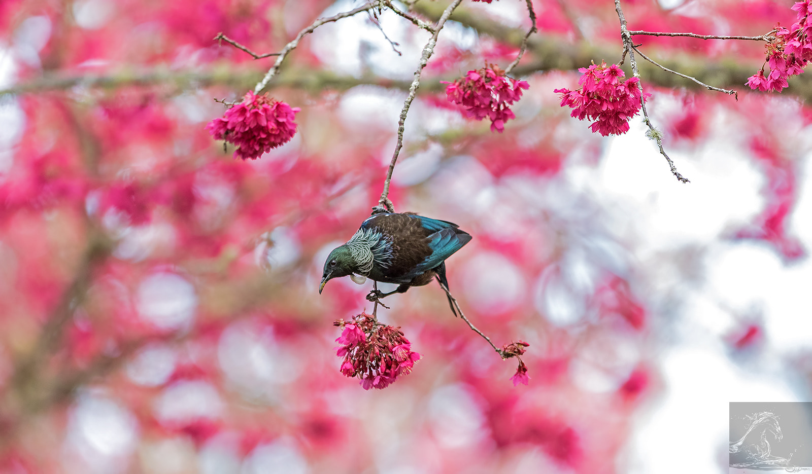 Canon EF 300mm F2.8L IS USM sample photo. Tui 40 photography