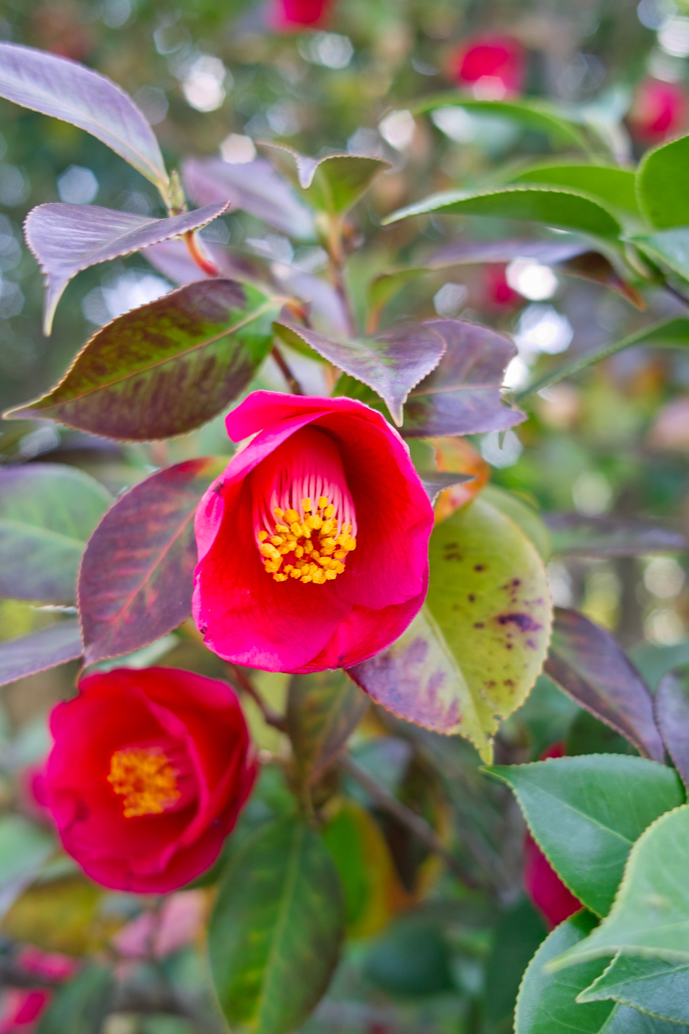 Sigma DP2x sample photo. Camellia japonica photography